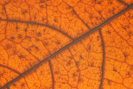 Autumn orange leaf with anatomy and structure , macro view anatomy and texture autumn leaf.の写真素材