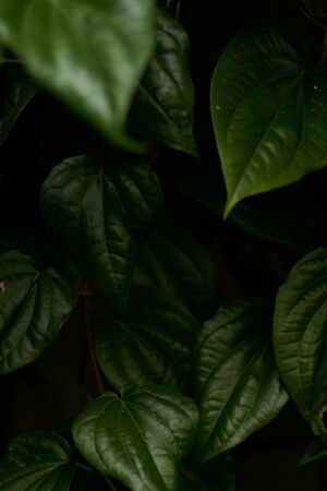 Green Leaves background, Natural background and wallpaperの写真素材
