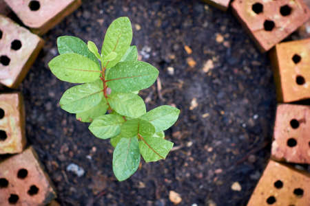Green plant growing from soil, top view - imageの写真素材