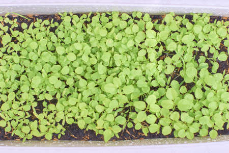 Green plant growing from soil, top view - imageの写真素材