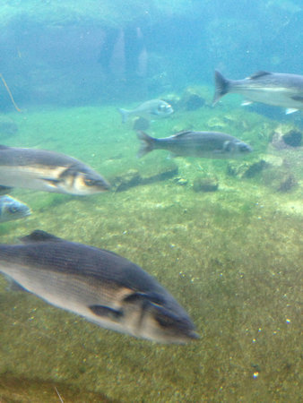 Fishes