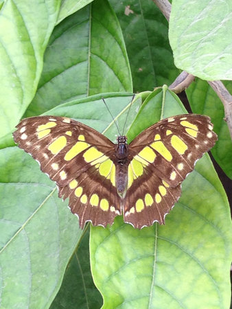 Butterfly on leaf