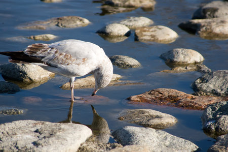 Profile view of white seagull with reflection in water