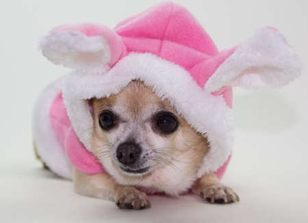 Tiny chihuahua dressed in pink easter bunny outfitの写真素材