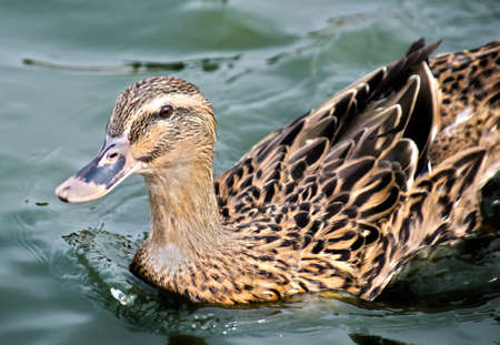 Female Mallard Duck profile image. Photo taken in Huntington Beach, Californiaの写真素材