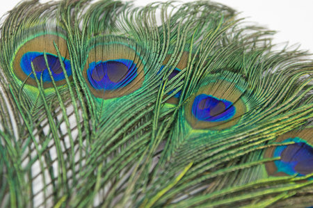 Colorful peacock feathers laid on white background