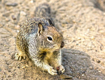 Ground squirrel looking for foodの写真素材