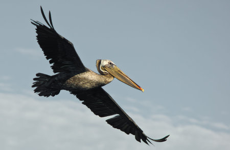 Pelican in flight. Photo taken at Bolsa Chica Wetlands, Ecological Reserve in Huntington Beach, Californiaの写真素材
