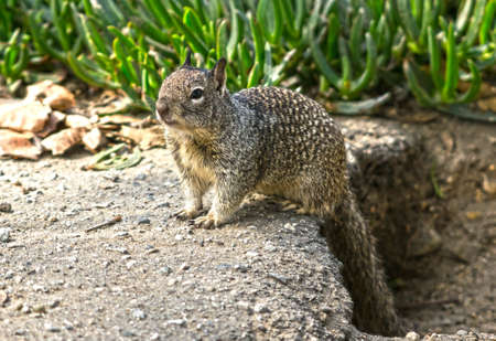 Ground squirrel looking for foodの写真素材