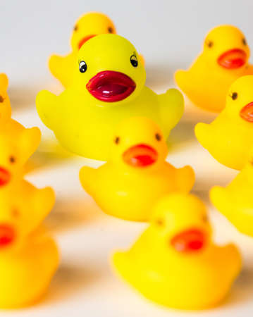 Yellow rubber ducks lined up in a rowの写真素材