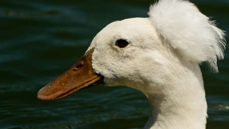Photo of crested duck taken at Goldenwest Park in Huntington Beach, Californiaの写真素材