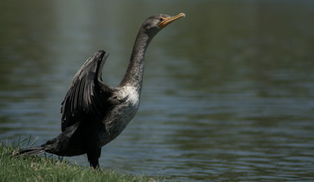 Phot of double crested cormorant taken at Goldenwest Park in Huntington Beach, California