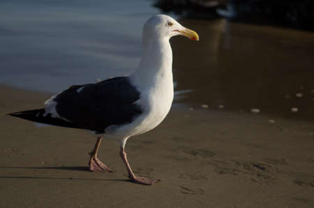 Profile view of seagull taken at Huntington  Beach  Californiaの写真素材