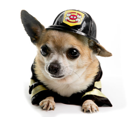 Cute Firefirghter Chihuahau on white backgroundの写真素材
