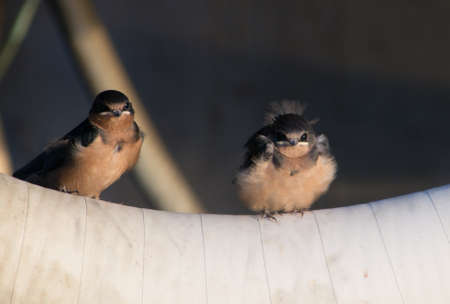 Baby chickの写真素材