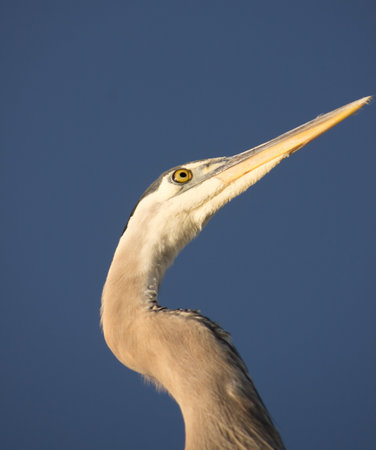 Close up view of great blue heron with deep blue sky in backgroundの写真素材