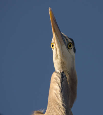Close up view of great blue heron with deep blue sky in backgroundの写真素材