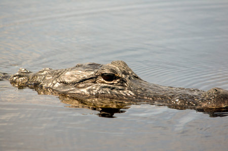 American alligator in the Florida Evergladesの写真素材
