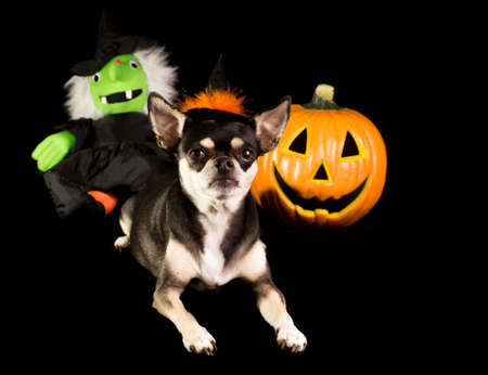 Cute Chihuahua dressed as witch for halloween  With pumpkin and green faced witch in backgroundの写真素材