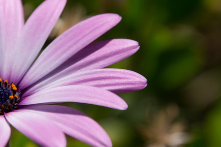 Macro of cluster of purple daisy with green plants in background