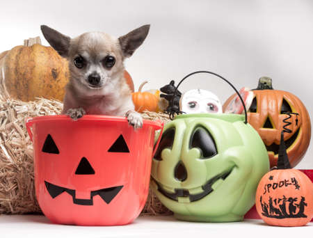 Cute photo of tina tan chihuahua inside a pumpkin candy bucket with Halloween candy and pumpkinsの写真素材