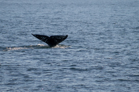 Gray whale migrating south off the coast of Oxnard, California