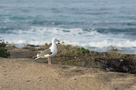 Seagull standing near the seashoreの写真素材
