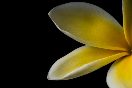 Hawaiian yellow plumeria isolated on black backgroundの写真素材
