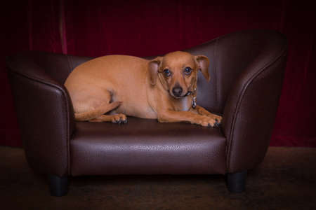 Cute chiweenie dog enjoying a well deserved rest on couchの写真素材