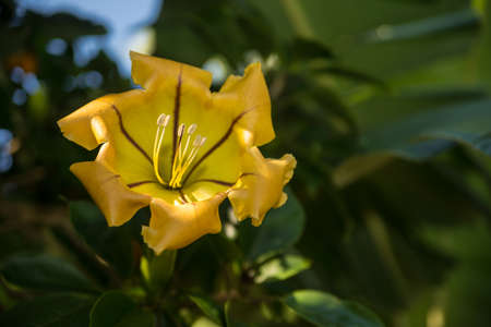 Yellow Hawaiian flower with green foilageの写真素材