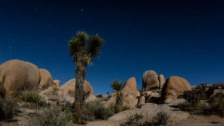 Joshua Trees lit by moonlight  under the Mlky Way at Joshua Tree National Parkの写真素材