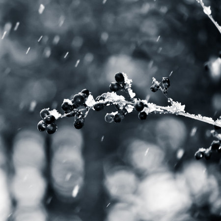 Snow falling on a branch with berries in monochrome