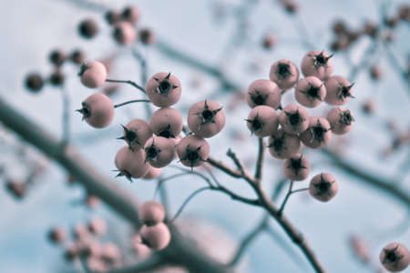 Soft pink berries with branches and sky as backgroundの写真素材