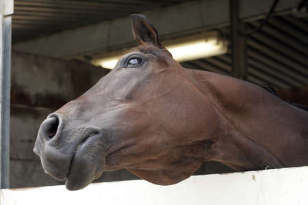 funny horseの写真素材