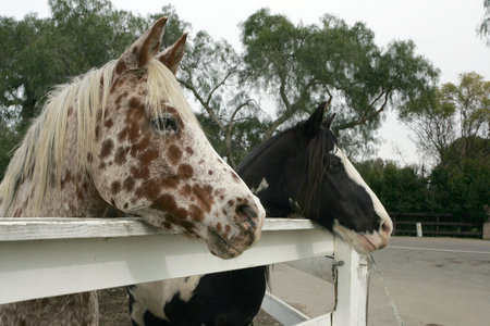 horses