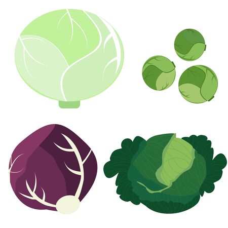 Icons of cabbage, kale and broccoli. Vector clipart of eco vegetables.のイラスト素材