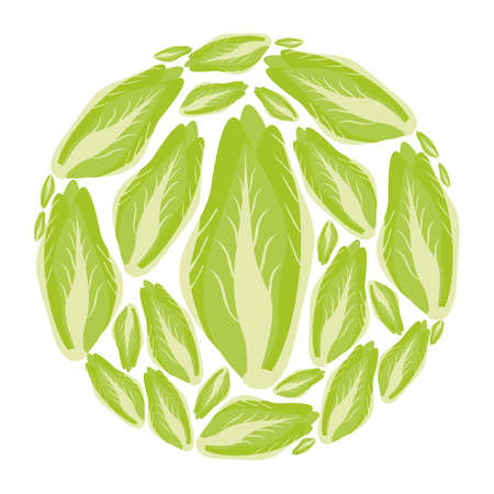 Chinese cabbage in a circle. Vector flat design template. Background of food, farm or horticulture.のイラスト素材