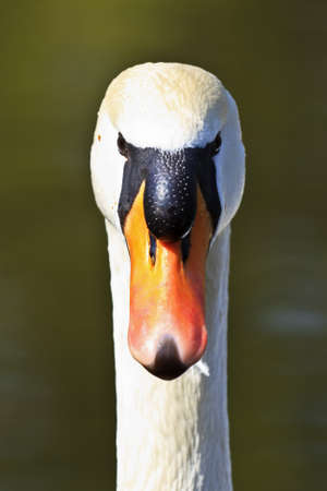 Close-Up of a Male Swan, Potrait with detailsの写真素材