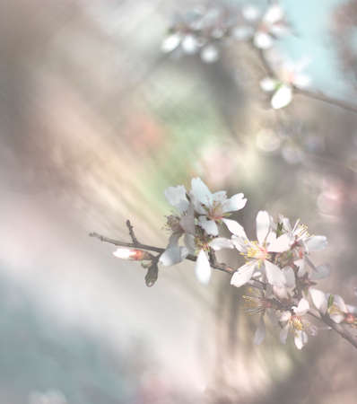 cherry blossom close up macro photo, spring bloom flowersの写真素材