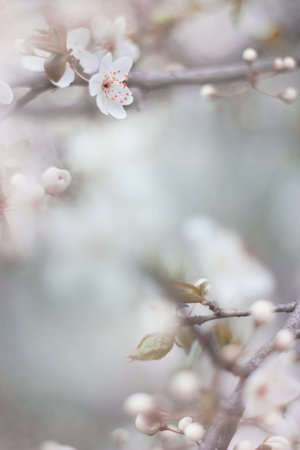 cherry blossom close up macro photo, spring bloom flowersの写真素材