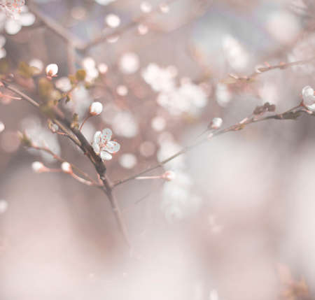 cherry blossom close up macro photo, spring bloom flowersの写真素材