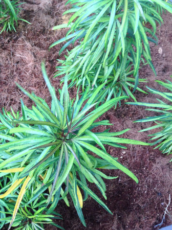 Mini spiky plant in the outdoor as ornamental 