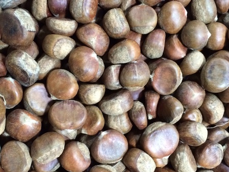 Closeup of fresh China chestnutsの素材