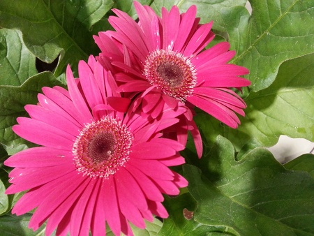 Pink daisy flowers の素材