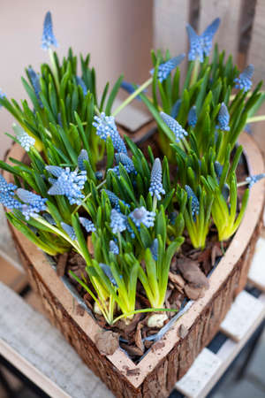 Purple spring flowers in a heart made of woodの写真素材