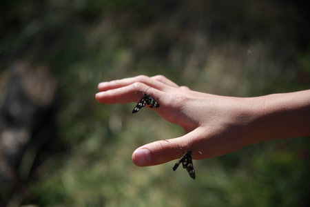 Two black butterflies on the girl's hand