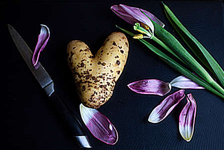 still life on a black background: petals of pink tulips, potatoes in the shape of a heart, a knifeの写真素材