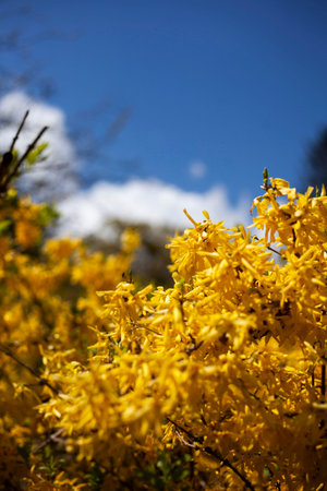 Yellow flowering bush on a background of blue sky and white clouds