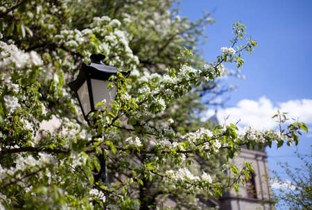 Blooming white trees on the background of the old city of Lviv and a street lampの写真素材
