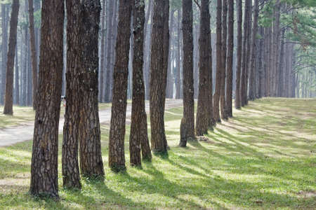 Forest of Khasiya pineの写真素材